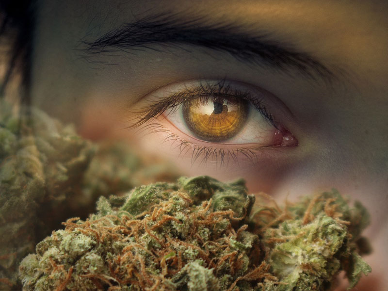 composite image of an eye and some marijuana to illustrate marijuana for glaucoma